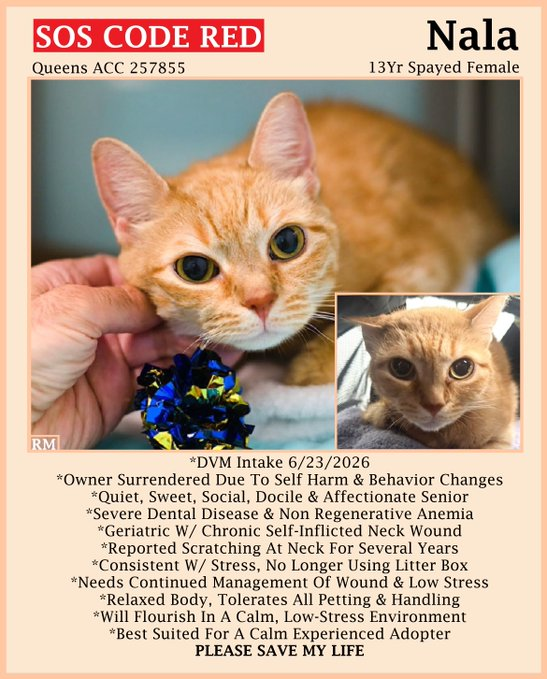 sachikoko's tweet photo. πCODE REDπRELISTED TBK THU 7/9/26πππΎPLZ SHAREπ
ππΎPLZ #PLEDGE 2 SAVE MY LIFE
πSweet 13YO #Senior Orange #Tabby Kitty "NALA"π
πΎπDumped 4 Self Harming, Chronic Neck Wound
π¨Needs #Adoption #Rescue #Fosterπ¨
βΆοΈ257855 https://t.co/tJH1UkWDi5
ππΎ#AdoptDontShop
#Queens #NYCACC https://t.co/TIuoia3u9v
