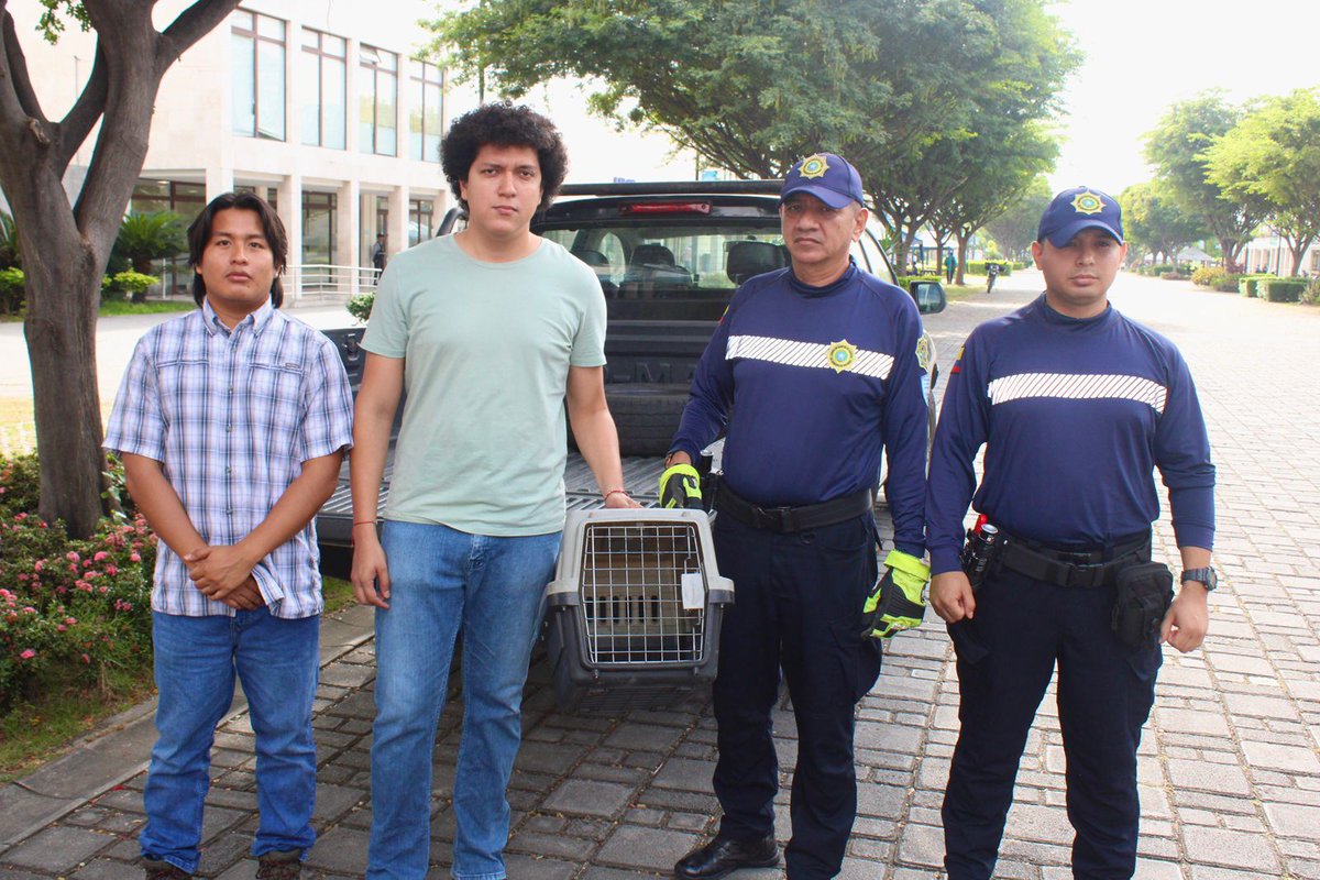 segura_ep's tweet photo. 🐾 Rescate y protección de fauna silvestre

Atendimos un reporte ciudadano a través de la línea 181.

Agentes de Control Municipal de #SeguraEP, participaron en el rescate de una zarigüeya en Cdla. Los Ceibos, av. Primera.

Luego fue traslado a la Dirección de Ambiente de @alcaldiagye para su valoración por personal técnico especializado, como parte del protocolo previo a la liberación en su hábitat natural. 

¡Reafirmamos el compromiso con la protección de la fauna silvestre y el bienestar ambiental! 

#AsiSeHaceGuayaquil
#CiudadDeTodos
