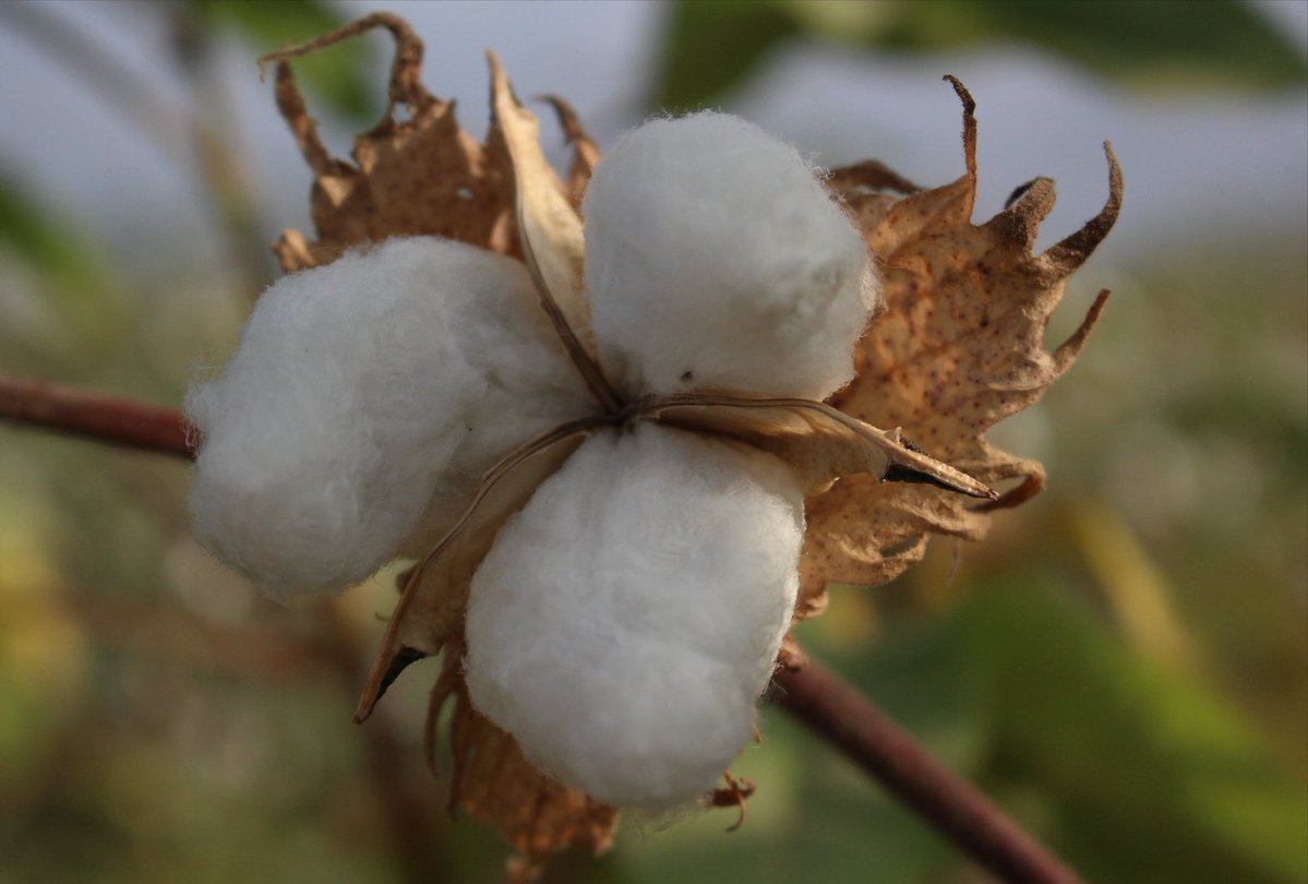FAOPERU's tweet photo. Adaptamos el modelo egipcio a la realidad regional para fortalecer las semillas certificadas, la calidad, la denominación de origen y el acceso a mercados internacionales. Así impulsamos una agricultura familiar más sostenible y competitiva. #JuntosSomosMásAlgodón https://t.co/DmtbeUiGPP