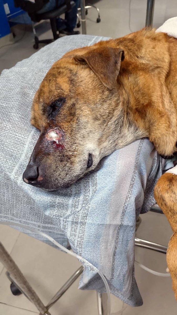 PatasSjc's tweet photo. 🚨AJUDA URGENTEEEE!!!🚨
PESSOAL, A TIGRESA PRECISA DE INTERNAÇÃO AGORA!! ELA ESTÁ COM OS NÍVEIS DO FÍGADO E RINS MUITO ALTERADOS E ESTÁ TENDO CONVULSÕES. PRECISA DE AJUDA COM TRANSPORTE + INTERNAÇÃO (R$350). TODA AJUDA CONTA!!! PIX/WHATSAPP: 21976134547. AJUDEM POR FAVOR 😢 https://t.co/lJVr66x9sh