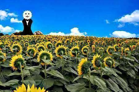 10thspiritt's tweet photo. sunflowers always face the sun https://t.co/8NnDvK8wLK