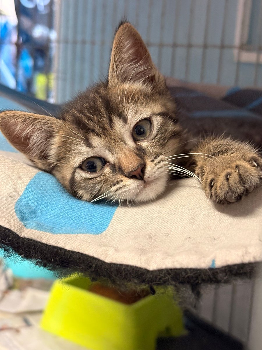 Pro_Ani_LaNucia's tweet photo. Igual no sabéis que tenemos gatitos para adoptar, y que esta carita preciosa os espera en La Nucía.
Pues lo dicho
Que tenemos muchos gatitos que necesitan hogar. 
Este peque y sus hermanos tienen 7 semanas. https://t.co/bLl2kOxS3w