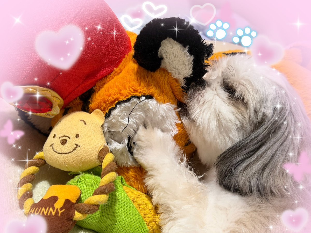 Airay1st's tweet photo. 帰って来た相棒を無心でチュパチュパするウチの子🐶そしておやちゅみ💤可愛いすぎるんだが😭尊いマジ天使🫶 https://t.co/UQ5YkgHxJK