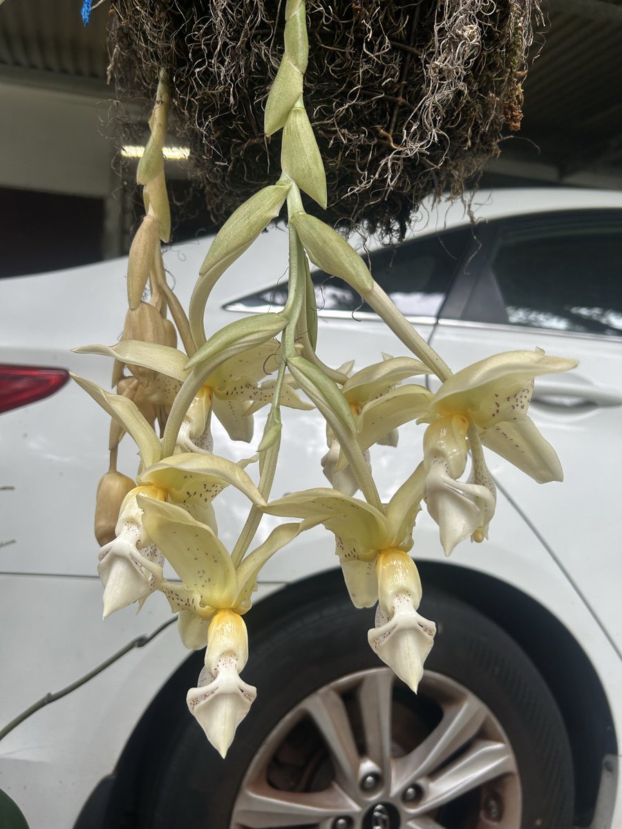 groupie68's tweet photo. Nap time❣️I had a thyroid biopsy this morning. I am exhausted, probably from the mental strain of it all.
It’s about to storm this afternoon. I don’t even have the energy to cut any of the flowers. ENJOY☮️❤️🙏
#stanhopeaorchid
#Poseidonrose #flowerchild https://t.co/WBb4CNXCyl