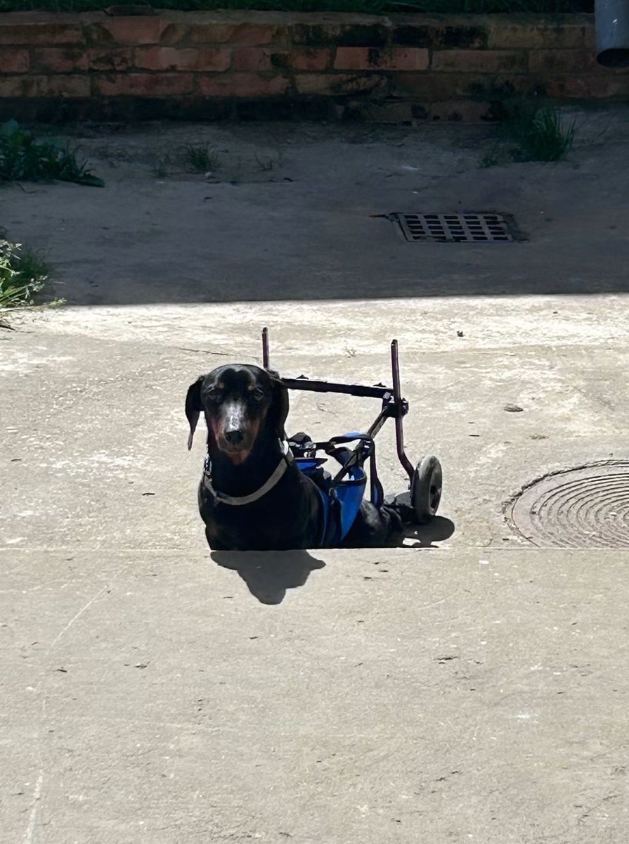 fruska_gorica's tweet photo. Molim za RT 🙏🏻 Došlo je i to vreme - mali jaza Riki traži dom 🥹 Tokom boravka u pansionu izlečen je od svih bolesti, osim nepokretnosti koja je posledica diskus hernije. Kreće se uz pomoć kolica, veseo je i mio pas 🥰 Hvala svima koji su u dosadašnjim akcijama donirali novac za njegovo lečenje i boravak u pansionu, taj novac je išao mojoj kumi na namenski račun i odatle je finansirano sve za Rikija. Ona je nenormalno mnogo energije uložila u njegovo spasavanje i sad je vreme da Rikija preuzme neko ko će mu biti porodica. 

Zainteresovani za udomljavanje mogu da pogledaju post: 

https://t.co/LAXfSlPP1v