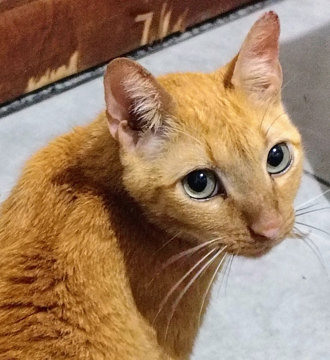 Ajudagatinhoste's tweet photo. Os gastos do tratamento do meu gato DRC já passam dos 11 mil, com mais da metade disso nos meus cartões. Queria pedir ajuda pra quitar uma parte e me organizar pra arcar com os gastos mensais fixos dele que já são realidade 🥺

QUALQUER VALOR AJUDA:
🔑 ajudastefan@gmail.com https://t.co/iYB8Sfba2q