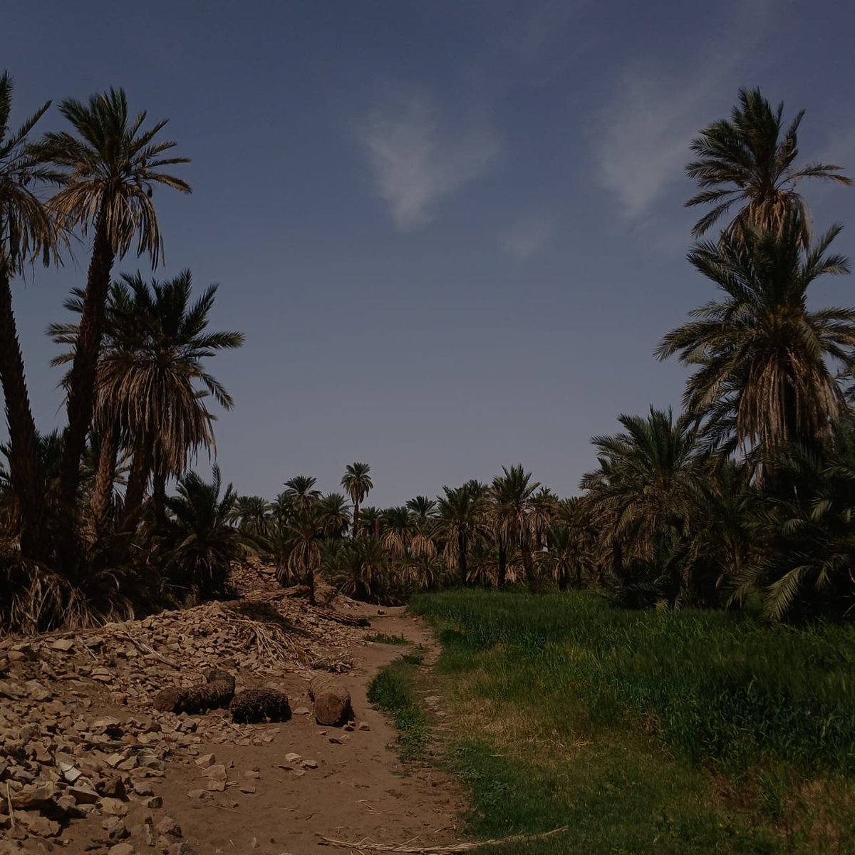 a7m2d_249's tweet photo. اي ادوس اكلق ويكافليقون 
اينقا اي قوشا مسكوسي
نورق اي اينقا شورتنقا نوبة دورو وهبوسي
#اليوم_العالمي_للنوبة https://t.co/S84MPmBM9Y