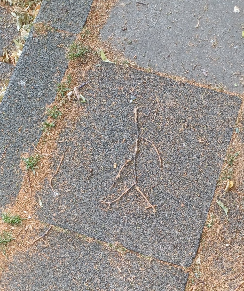 mybrainfudge's tweet photo. Wie nennt man das nochmal, wenn man überall Formen Gesichter oder Männchen sieht?
#Walkingsticks https://t.co/5CbiOhL3X6