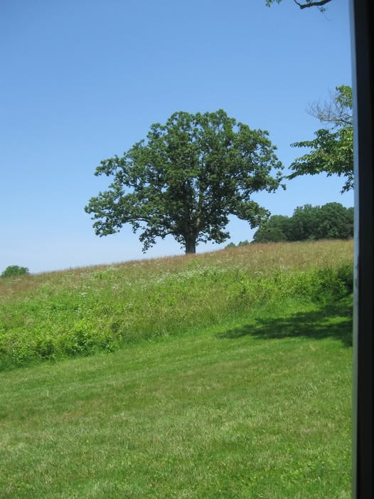 WDCGardener's tweet photo. Garden Tip of the Day: Some big trees drop up to 10% of their leaves during the hot summer months. This helps reduce water lost from the tree by transpiration. This is very natural – nothing is wrong with your trees.
#gardendc #gardening #gardenhack #gardentips
#gardeningtipsforbeginners #gardeningtips #gardens