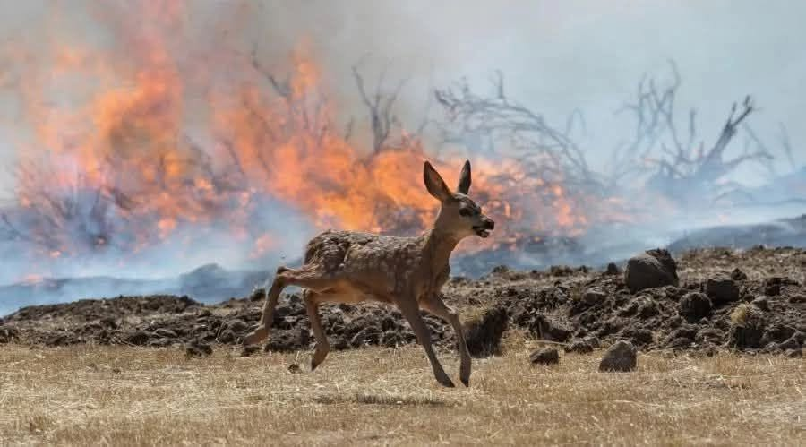 ChasseAbolition's tweet photo. #Incendies : un #cauchemar pour les #animaux d'élevage et la faune sauvage !

Mais la #chasse reste autorisée ....

https://t.co/HD892gndjb https://t.co/luhqPKLj4U