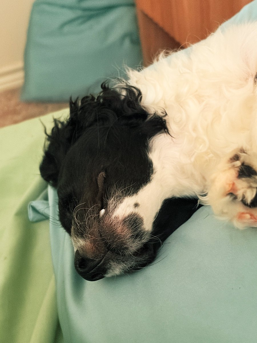 Alexandriagreen's tweet photo. Yall my puppy had insomnia last night so he didn’t get any sleep until this morning, look at how hard he’s knocked out rn https://t.co/rpgSAo9Zz3