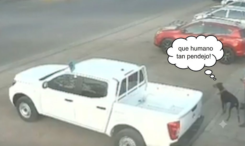 queretarorulez's tweet photo. @cuartodemillamx Jajaja el milanezo tambien se queda viendo la pendejada del humano 🤣🤣🤣 https://t.co/itcqNyKPtN