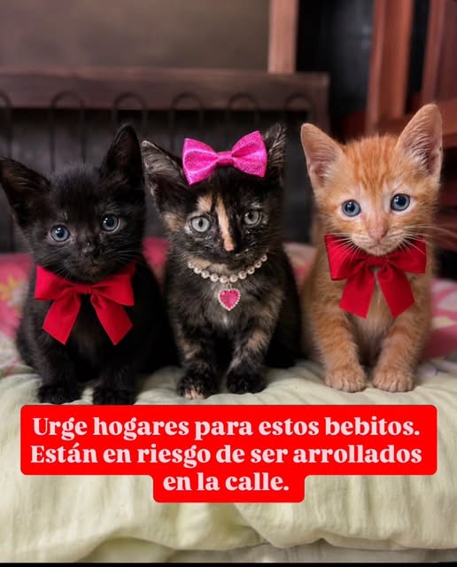 A64029345's tweet photo. Estos pequeños fueron rescatados tras ser abandonados bajo la lluvia. Tienen aproximadamente 1 mes: el naranja y el negrito son machos, y la carey es hembra.

Buscan adopción responsable: hogar seguro, compromiso de esterilización cuando tengan la edad adecuada, 
 0412-719-8423 https://t.co/KlVuWa9qvN