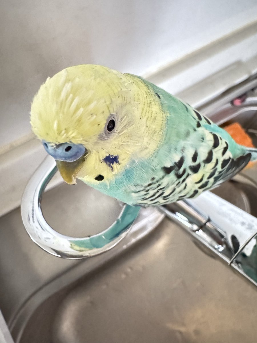 せきせいいんこ セキセイインコ