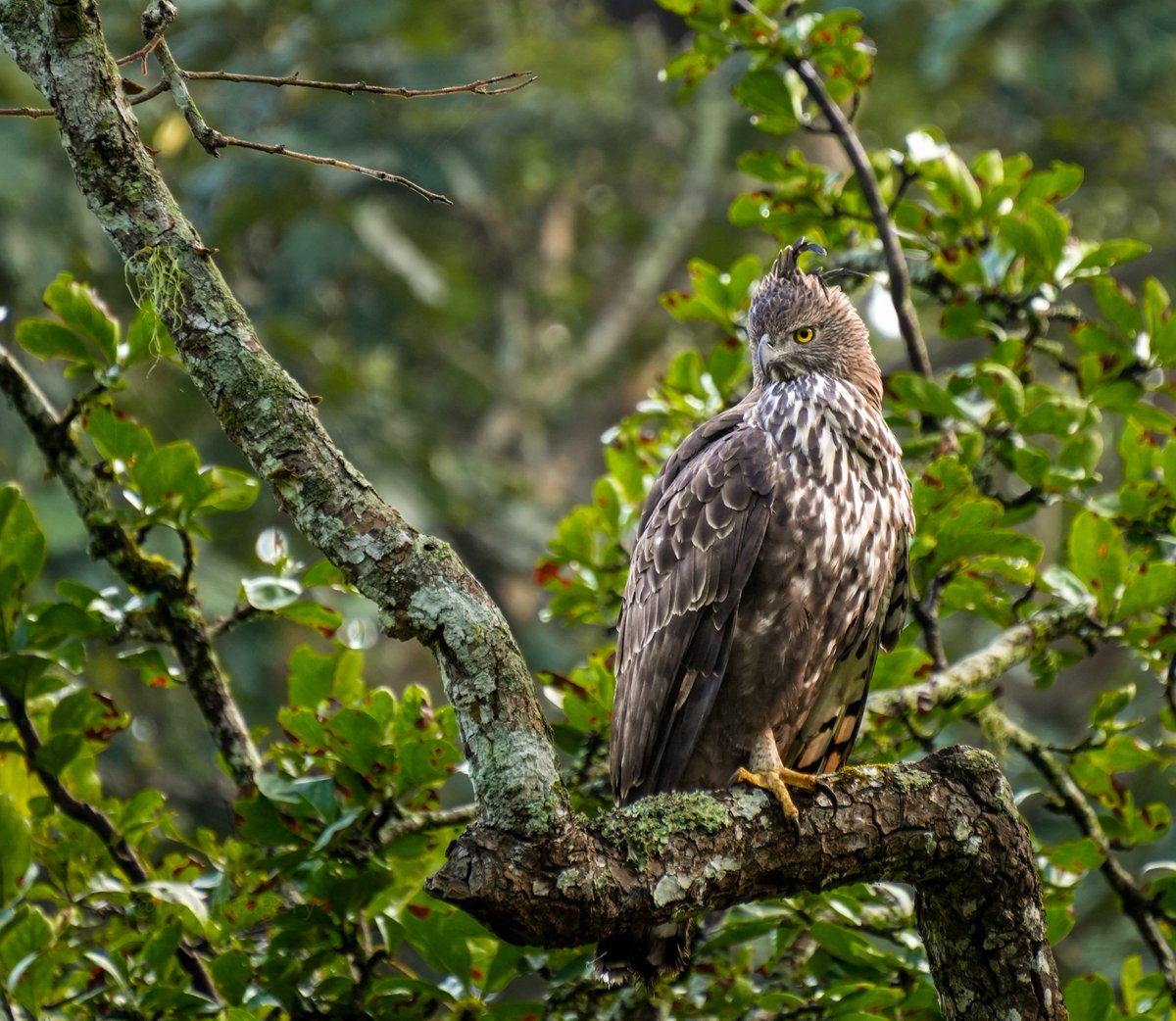 HurryHurrah's tweet photo. Today's Photo Challenge: LARGE BIRDS
Quote it or Share it ๐
1) Brown Fish Owl
2) Changable Hawk Eagle
3) Eurasian Osprey
4) Glossy Ibis
#PhotoChallenge #LargeBirds #BirdPhotography #naturephotography #wildlifephotography #BirdsOfIndia
#theme_pic_India_birds
@IndiAves https://t.co/ZCxYIl4yGn