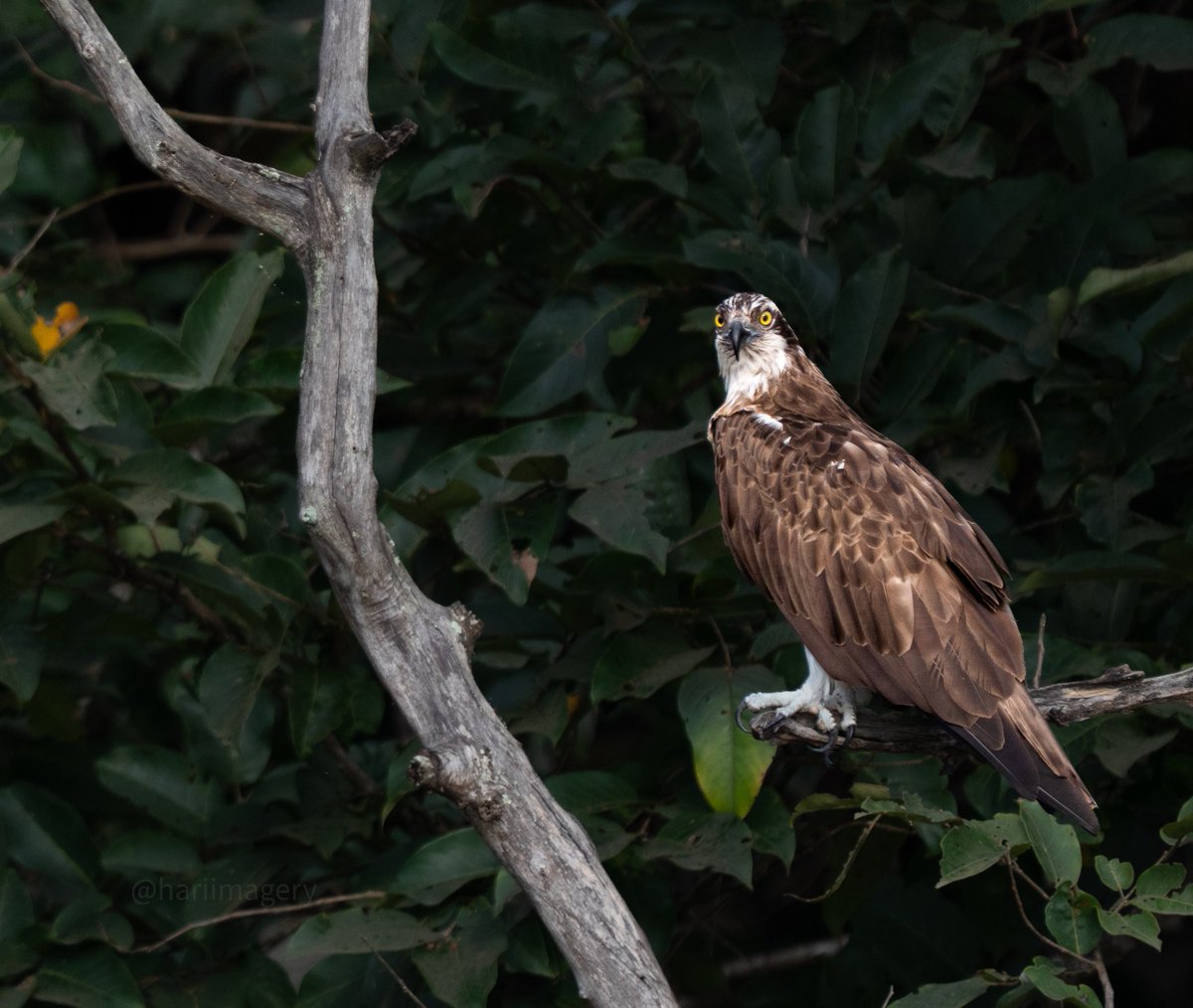 HurryHurrah's tweet photo. Today's Photo Challenge: LARGE BIRDS
Quote it or Share it ๐
1) Brown Fish Owl
2) Changable Hawk Eagle
3) Eurasian Osprey
4) Glossy Ibis
#PhotoChallenge #LargeBirds #BirdPhotography #naturephotography #wildlifephotography #BirdsOfIndia
#theme_pic_India_birds
@IndiAves https://t.co/ZCxYIl4yGn