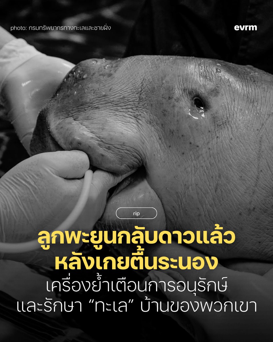 environmanth's tweet photo. RIP ซันเดย์ ลูกพะยูนที่พึ่งเกยตื้นที่ระนอง น้องกลับดาวแล้ว😔 แม้พี่ๆ เจ้าหน้าที่ อาสาจะช่วยดูแลกันสุดกำลังก็ตาม
.
กรมทรัพยากรทางทะเลและชายฝั่ง โพสต์ระบุ ผลการชันสูตรซากลูกพะยูนเกยตื้นพบว่า กล้ามเนื้อหัวใจซีดและพบลิ่มเลือดในห้องหัวใจ ส่วนระบบทางเดินหายใจ พบภาวะคั่งเลือดในปอดและภาวะถุงลมโป่งพอง ภายในช่องท้องพบไฟบรินคลุมส่วนของลำไส้ซึ่งคาดว่ามาจากการอักเสบรุนแรงภายในช่องท้องเป็นระยะเวลานาน ส่วนทางเดินอาหารภายในกระเพาะอาหารพบอาหารเป็นหญ้าทะเลที่ย่อยแล้วบางส่วนอัดแน่นอยู่ภายในกระเพาะอาหาร ร่วมกับภาวะลำไส้อักเสบ จากผลการชันสูตรซากคาดว่าสาเหตุการตายเกิดจากภาวะช็อกจากการติดเชื้อในระบบไหลเวียนเลือดรวมถึงมีภาวะขาดน้ำรุนแรง ส่งผลให้ระบบไหลเวียนเลือดล้มเหลวเฉียบพลัน
.
สิ่งที่น่าเสียดายคือ เราเองก็ยังไม่รู้คำตอบจากพฤติกรรมการเกยตื้นของน้องว่าหลงจากแม่หรือหลงจากฝูงอย่างไร หรือกระทั่งว่าแม่ยังมีชีวิตอยู่หรือเปล่า หรือเกิดอะไรขึ้นก่อนจะมาเกยตื้น แต่ถึงจะจากไปแล้ว การปรากฏตัวของซันเดย์ก็อาจทำให้เราเข้าใจพะยูนในทะเลระนองได้มากขึ้น ทั้งเรื่องเส้นทางหากิน พื้นที่อาศัย และพฤติกรรมของพะยูนที่ผู้คนอาจจะไม่ค่อยเข้าใจมากนัก
.
ประเด็นหนึ่งที่หลายคนยกมาคือ #แลนด์บริดจ์ ที่ในการประเมินผลกระทบด้านสิ่งแวดล้อม ไม่มีการระบุว่าพื้นที่ที่จะมีการสร้างนั้นมี “พะยูน” อาศัยหรือหากินอยู่ด้วยซ้ำ แต่อย่างน้อย ซันเดย์ก็พิสูจน์ให้ได้เห็นว่าทะเลระนองตรงกะเปอร์นี้ที่ใกล้กับพื้นที่โครงการแลนด์บริดจ์ยังเป็นพื้นที่ที่มีพะยูนอาศัยอยู่ ซึ่งหากมีการก่อสร้างแลนด์บริดจ์ในอนาคตจริง ๆ ก็จะกระทบแหล่งอาศัยของพะยูนเหล่านี้เป็นแน่
.
อีกหนึ่งคำถามที่หลายคนสงสัยคือ ทำไมถึงนำน้องมารักษาในบ่อ ไม่ปล่อยกลับทะเล? หรือ การนำมารักษาในบ่อยิ่งโอกาสรอดน้อยรึเปล่า?
.
ก่อนอื่นต้องเข้าใจก่อนว่า การที่ลูกพะยูนมาเกยตื้นแบบนี้ ไม่ใช่เรื่องปกติเลย แต่เป็นสัญญาณว่าร่างกายกำลังอยู่ในภาวะวิกฤต ยิ่งเป็นลูกพะยูนวัยแบบซันเดย์ ยิ่งผิดธรรมชาติ เพราะปกติจะต้องอยู่กับแม่ตลอดเวลา กินนมแม่ และเรียนรู้ทักษะการใช้ชีวิตจากแม่ การปล่อยกลับทะเลทันที จึงไม่ใช่ทางเลือกที่ปลอดภัย เพราะน้องอาจไม่มีแรงว่ายน้ำ ไม่มีแม่คอยดูแล หรืออาจมีอาการป่วยที่มองไม่เห็นจากภายนอก การนำมารักษาในบ่อจึงเป็นการพยายามรักษา ประคองอาการ และให้น้องกลับมาปรับตัวได้ก่อน แทนที่จะต้องเผชิญกับปัจจัยในทะเล
.
ที่ผ่านมา เราเห็นกันมาตลอดว่าพี่ ๆ เจ้าหน้าที่ สัตวแพทย์ อาสาสมัคร และชาวบ้านในพื้นที่ ทุ่มเทกันเต็มที่จริง ๆ ทั้งเฝ้าดูแลตลอด 24 ชั่วโมง เปิดรับอาสามาช่วยพยุงตัวน้อง คอยแจ้งเบาะแสเมื่อพบพะยูนหรือสัตว์ทะเลเกยตื้น เพื่อให้ถึงมือหมอให้เร็วที่สุด แต่สิ่งที่ต้องเข้าใจไปพร้อมกันคือ ความทุ่มเทของคน อาจไม่ได้ชนะความรุนแรงของอาการเสมอไป เพราะอาการที่น้องเผชิญมาก่อนจะเกยตื้น หลายครั้งก็สาหัสมาก
📌อยากขอบคุณพี่ ๆ ทีมงาน ผู้มีส่วนเกี่ยวข้องทุกคนด้วยค่ะ ตามอ่านตามสเตตัสหรือโพสต์ของพี่ ๆ ในพื้นที่คือเห็นความทุ่มเทของทุกคนมาก ๆ
.
น่าเศร้าที่น้องจะต้องกลับดาวตั้งแต่ยังตัวจิ๋ว แต่เราก็หวังว่าการจากไปของซันเดย์จะไม่ใช่แค่ข่าวเศร้าแค่หนึ่งวัน แต่จะเป็นอีกเหตุการณ์ที่ทำให้คนไทยหันมาเข้าใจและตระหนักถึงการอนุรักษ์น้อง ๆ และ “ทะเล” บ้านของพวกเขาในระยะยาวกันมากขึ้น
.
ที่มา
https://t.co/0duxUKeKTp