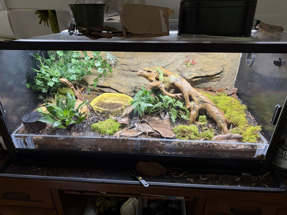 Ember1655's tweet photo. Thaddeus is most pleased with his new plants. His manservant (me) installed them most aptly. https://t.co/WDTEyuijjt