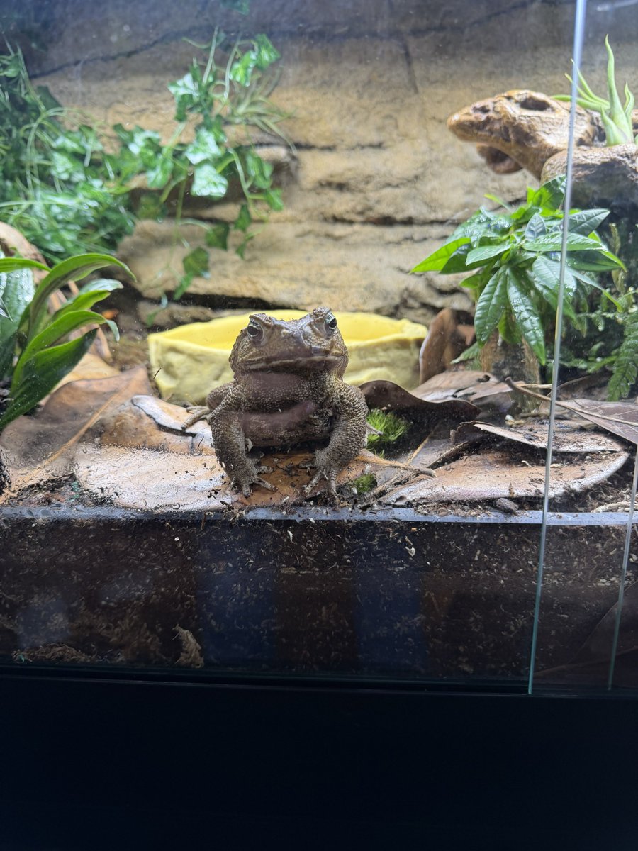 Ember1655's tweet photo. Thaddeus is most pleased with his new plants. His manservant (me) installed them most aptly. https://t.co/WDTEyuijjt