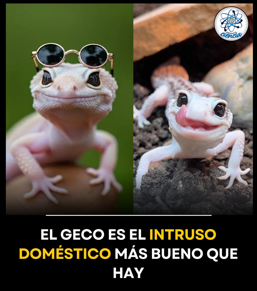 NaturalezaMsto1's tweet photo. Un encuentro casual en nuestra casa con una lagartija o una salamandra, no debería desencadenar una reacción violenta por nuestra parte, ya que no hacen ningún daño, solo son grandes consumidores de insectos. Considera un privilegio su observación. https://t.co/2c5IyYhqnM