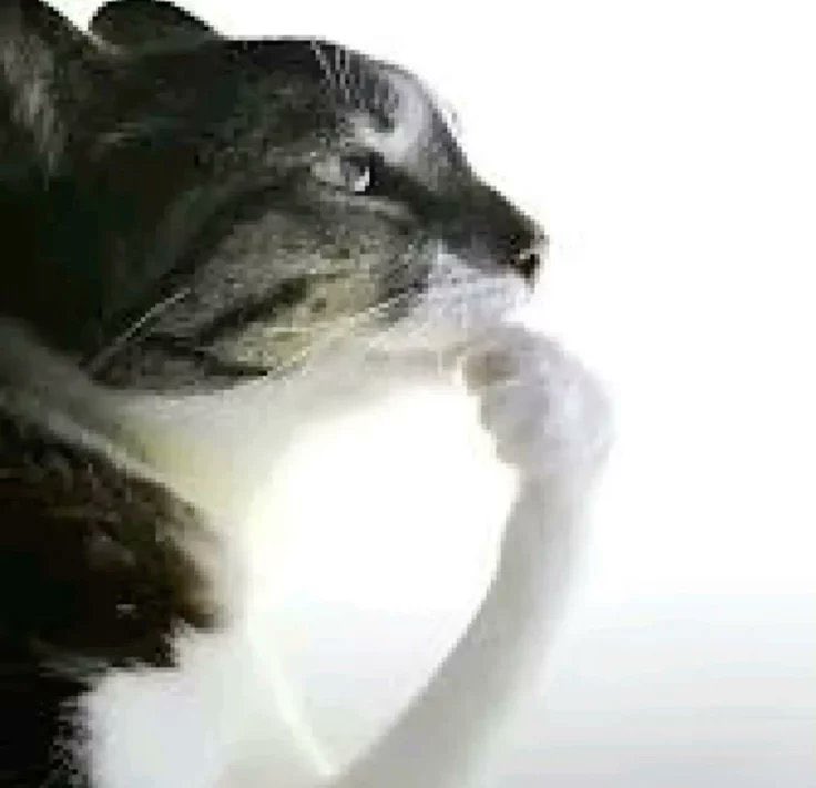 toto ⊹ ࣪ ˖ off the wall .ᐟ tweet media