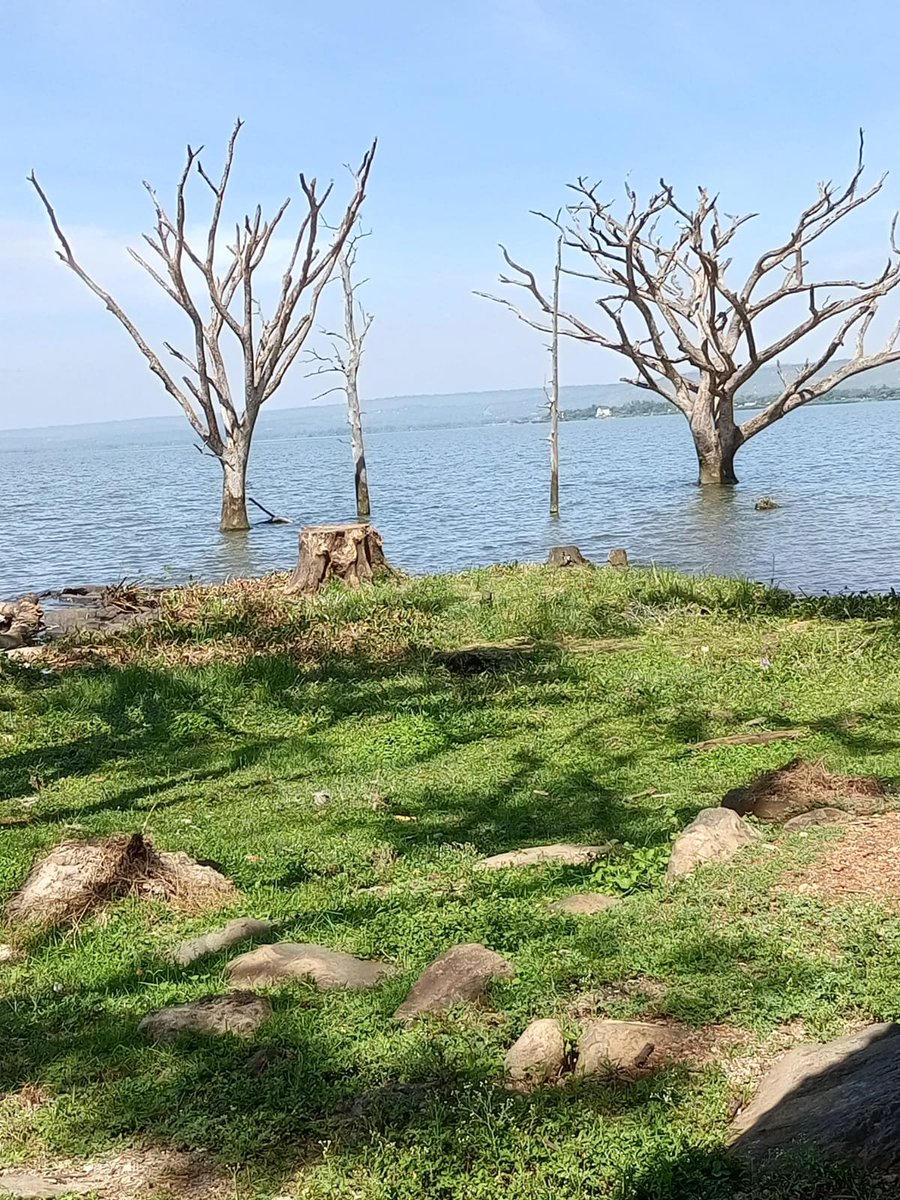 KWSWesternCirct's tweet photo. Lake views that inspire, wildlife that amazes.

Make Kisumu Impala Sanctuary your next nature getaway.

#ExploreKenyaParks https://t.co/gmCzvpZyTH