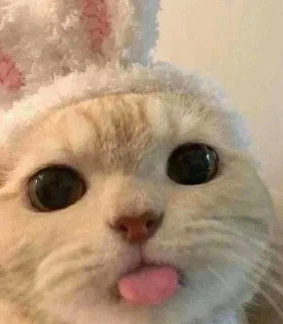 hoonkiepie's tweet photo. and why is he so blep even https://t.co/45eRvHZiet