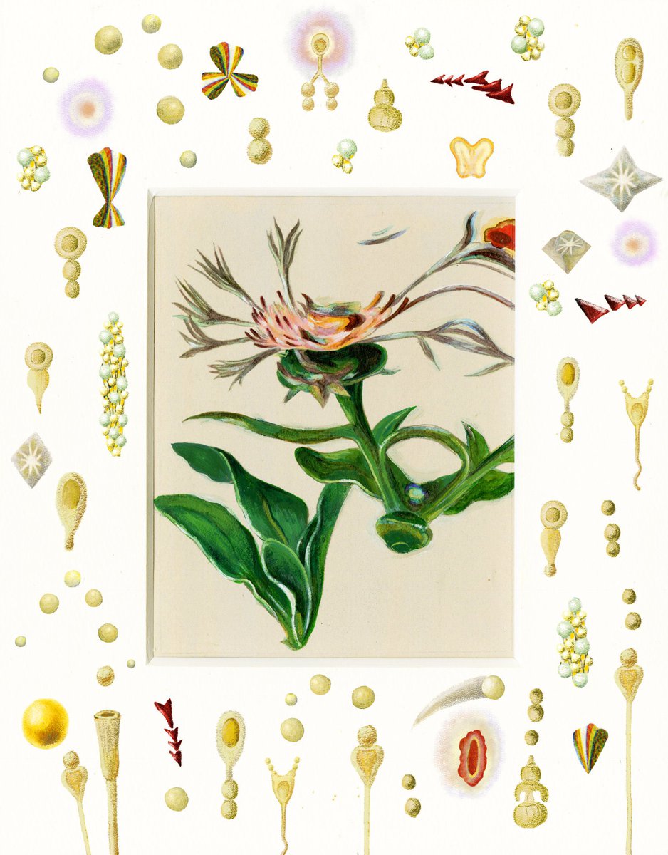 koyubii's tweet photo. 小林紗織 個展『記憶の中の花』を、三軒茶屋のtwililightさんで開催します🪷

会期：2026年7月16日（木）〜8月3日（月） 
会場：twililight（トワイライライト） 東京都世田谷区太子堂4-28-10 鈴木ビル3F 
営業時間：12時〜21時 
定休日：火曜、水曜日 https://t.co/QG6F9YBYyS