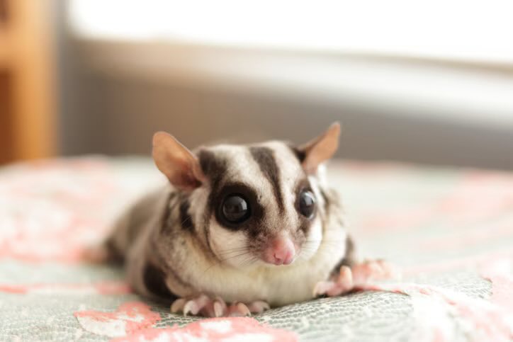 cekekeki's tweet photo. @GreedySkittlez @godzillaswife67 @partiwar It has insane fat roles. Yes gliders are a but chunky a lot of the time but never like that https://t.co/2Af9TnkyHX