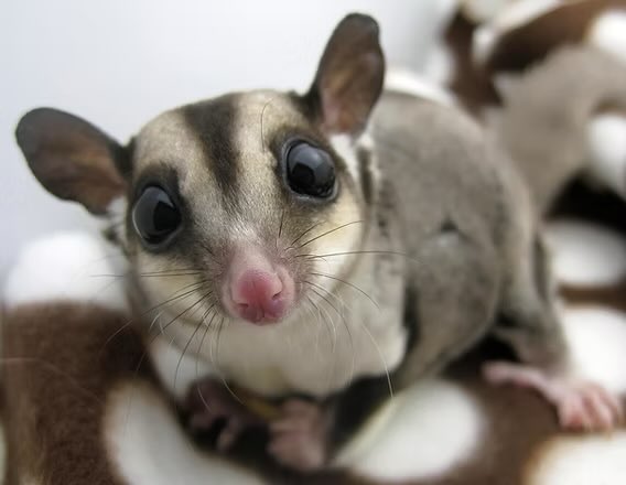 cekekeki's tweet photo. @GreedySkittlez @godzillaswife67 @partiwar It has insane fat roles. Yes gliders are a but chunky a lot of the time but never like that https://t.co/2Af9TnkyHX