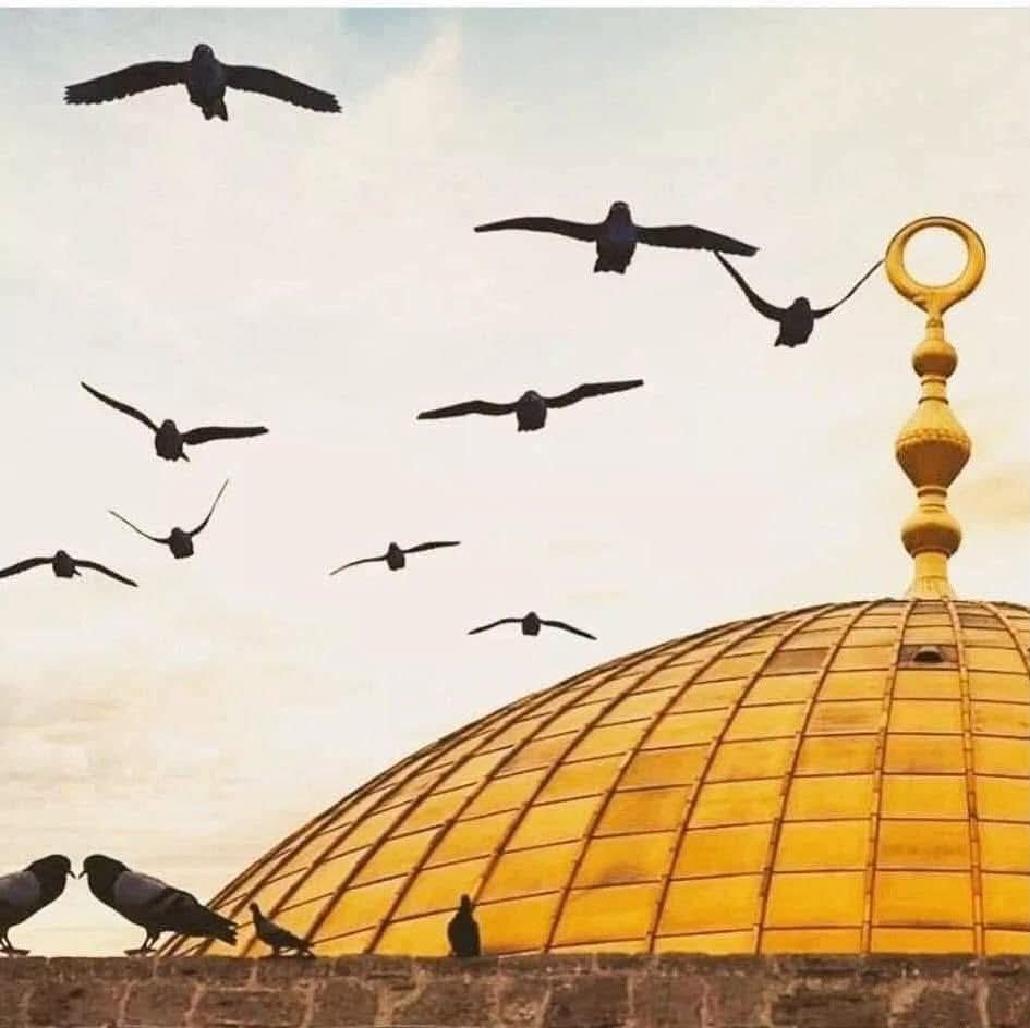 Wefasultan73's tweet photo. Allahım! 
Bizi bağışla, bize merhamet eyle, bizden razı ol,
 (Amellerimizi) kabul eyle,bizi cennetine koy, bizi cehennemden kurtar ve bizim her halimizi ıslah eyle.

 (İbn Mâce, "Dua", 2)

#HayırlıGeceler💐 https://t.co/IYMpXwgvBP