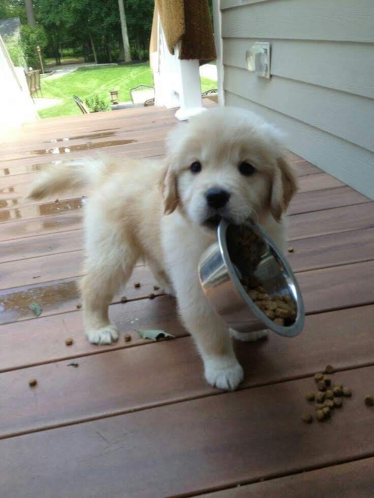 SiliGremlin's tweet photo. Can i have more food,,, I’m hungry,,, only a little more plss,,, https://t.co/odPcDdtnyO
