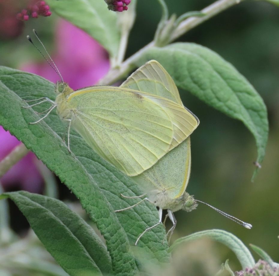 BC_Norfolk's tweet photo. It takes two. In this case it was over 2 hours for these Large Whites. #savebutterflies https://t.co/wpXJfOhtS4