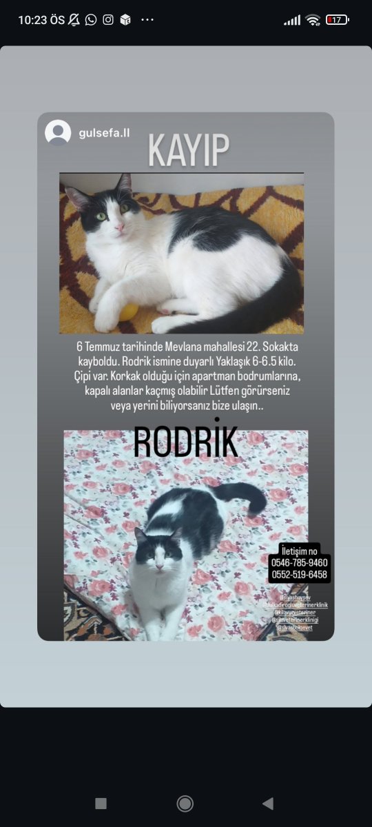 KutusuzPandora_'s tweet photo. SİVAS
DAHA DÜN KAYBOLMUŞ O YÜZDEN ÇOK ACİL 
Lütfen yayalım https://t.co/44A305DHGr