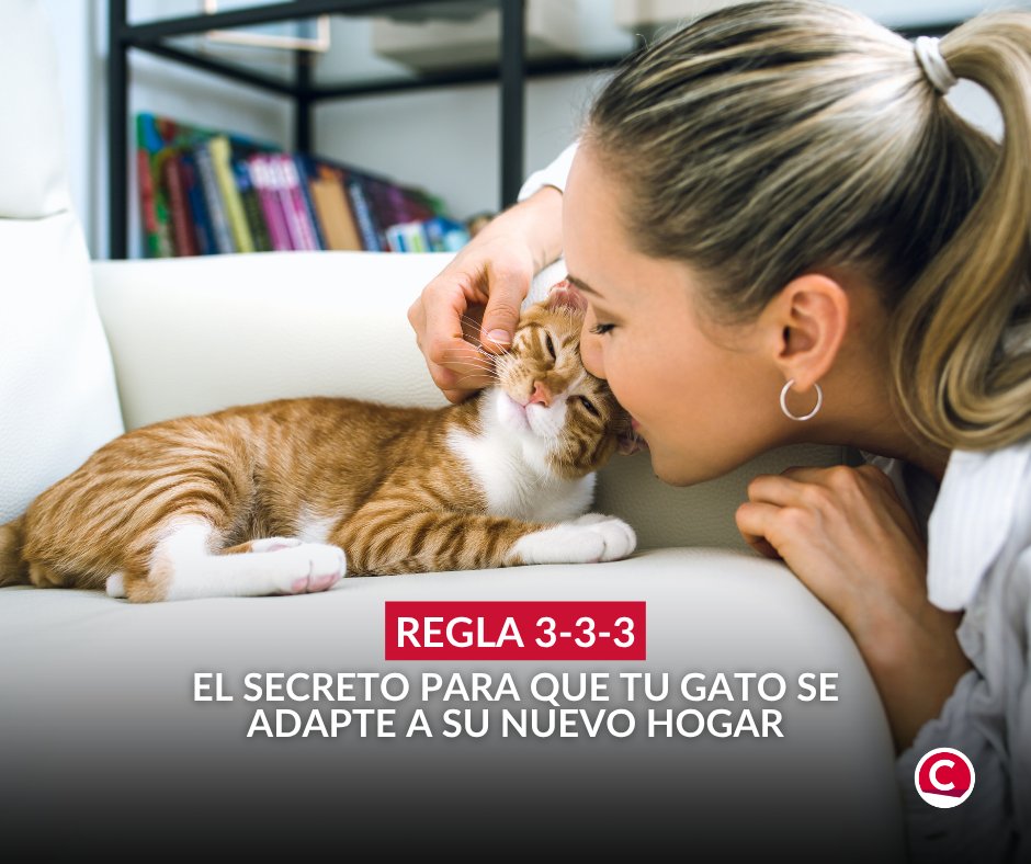 Central_mx's tweet photo. La regla 3-3-3 para #gatos ayuda a entender cómo se adapta un felino a su nuevo hogar. 🐈🏡  Aquí te contamos en qué consiste 👉 https://t.co/56yrFszB2x

#temacentral #revistacentral https://t.co/PYxbB79nL8