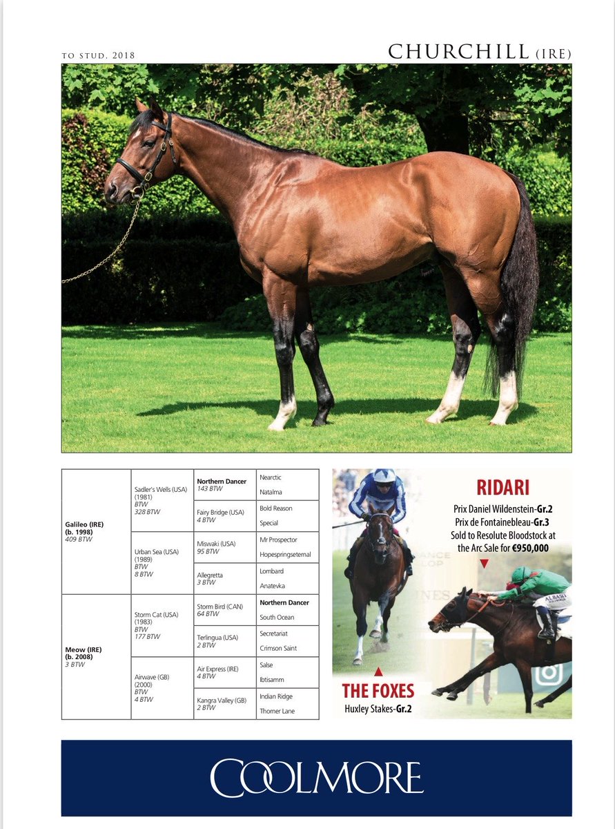 weatherbysltd's tweet photo. An updated pedigree for Radiant Beauty @JPOwenRacing who landed today’s Listed Weatherbys Pipalong Stakes @ponteraces .

Bred by Branton Court Stud the daughter of Churchill @coolmorestud is out of dual Listed winner Main Desire (pic) - who is also the dam of Listed winner and Group 1 placed Spicy Marg @asecretagent .