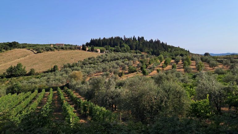 oliveoiltimes's tweet photo. Climate Change Shifts Olive Fruit Fly Risk Across Tuscany
Milder winters, earlier ripening and shifting infestation patterns are changing how Tuscan olive growers monitor and control the olive fruit fly.
https://t.co/dUhpqEv35r https://t.co/uS8EcEUTWD