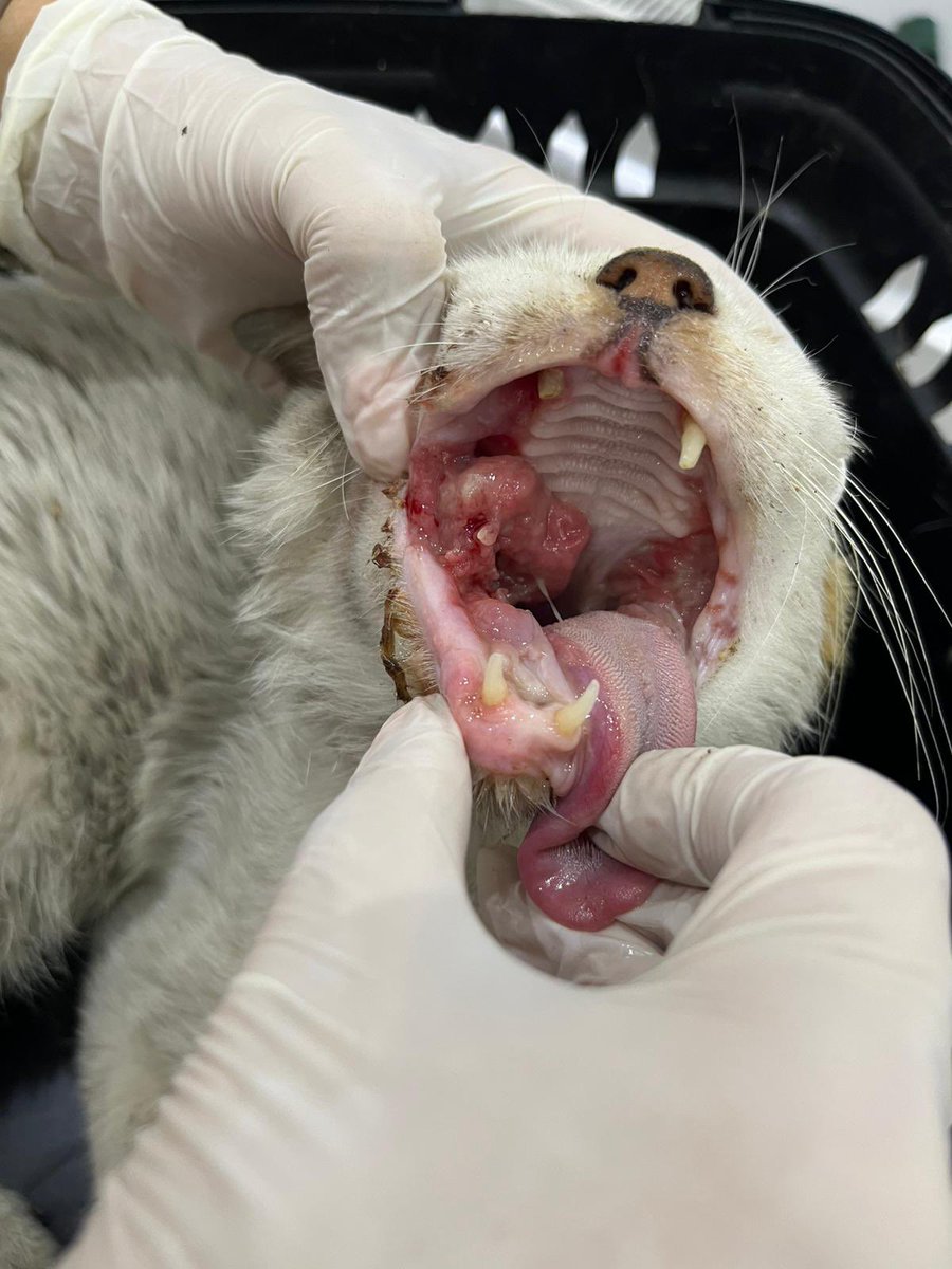 miminimikii's tweet photo. Kist apse benzeri dokular oluşmuş kimse görmüyor ilanlarımızı.. Operasyon ücreti için desteklerinizi bekliyoruz🙏🏻

Klinik ibanı için DM https://t.co/pYUKaqpAou