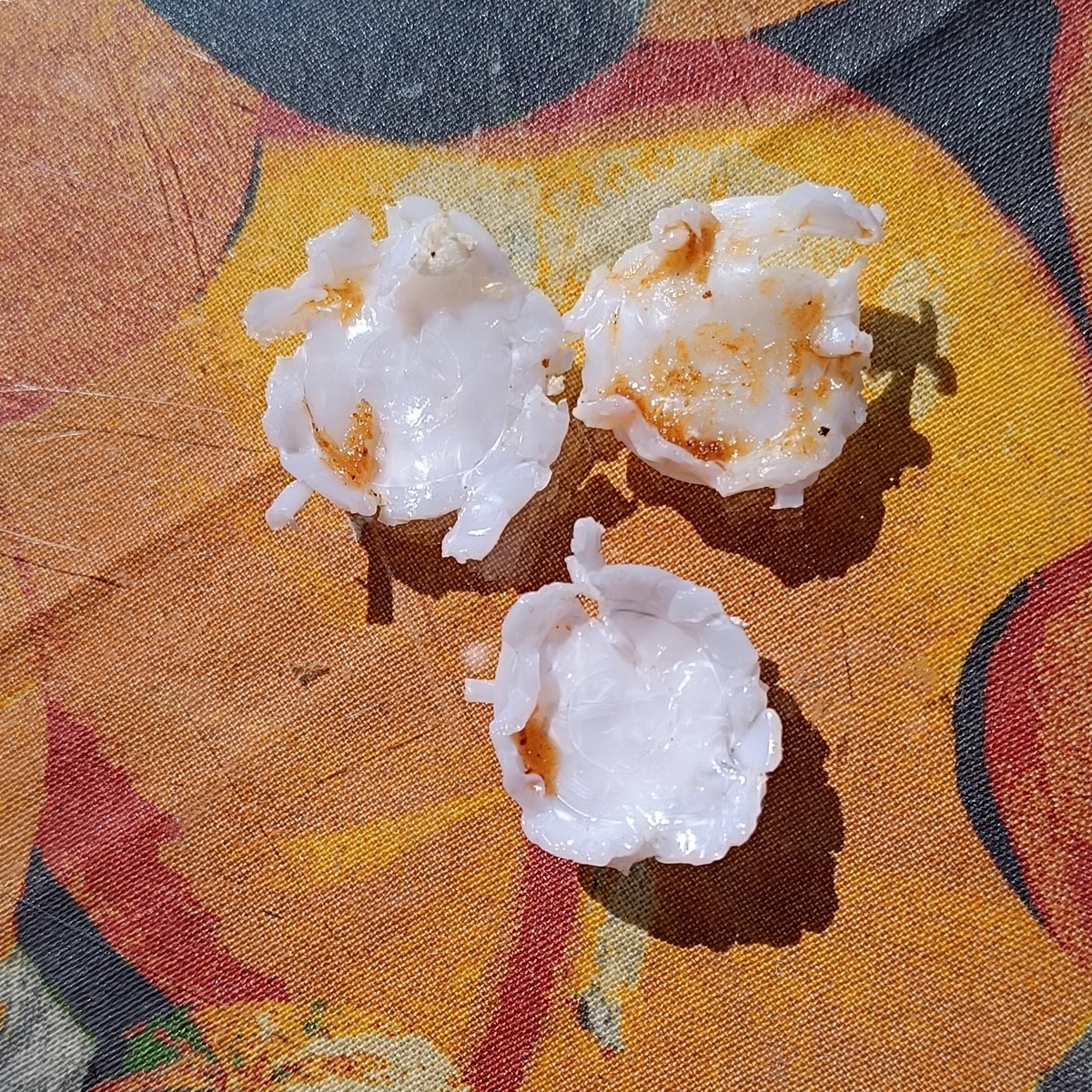 AdamusJo's tweet photo. Hallo Freunde, die Geschichte hinter diesen Fotos: ich habe die Ameisenköder gefressen 😋(aber Plastik ausgespuckt). Damit hab ich ein Besuch beim Tierarzt und Kotzspritze gewonnen. Das alles gestern spät abends. Mir geht's gut. Die Mama erholt sich noch! 🤭 https://t.co/NS2gmhj9Hj