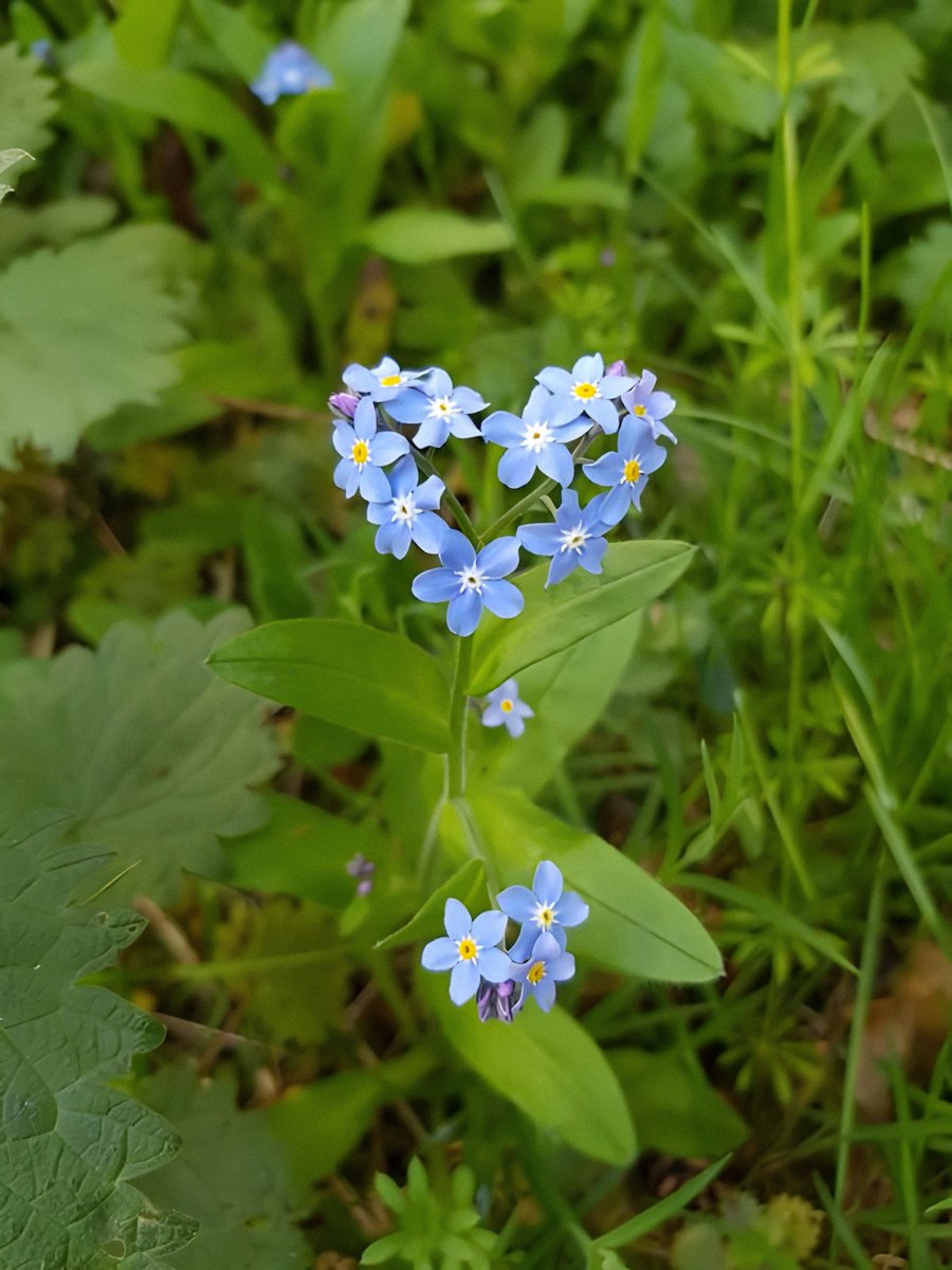 gardenofcolours's tweet photo. heart shaped forget-me-nots https://t.co/2iPS9xeEZp