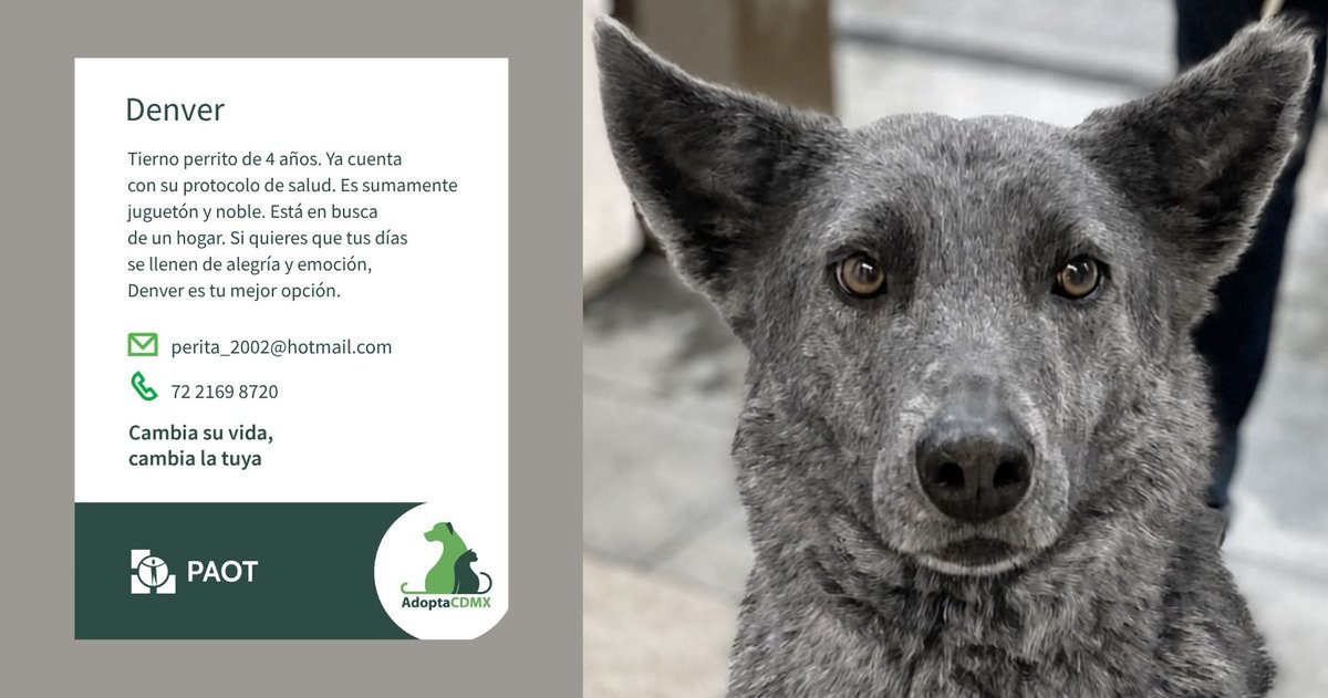 PAOTmx's tweet photo. 🐶 Denver
💖 Soy juguetón, amoroso y siempre listo para compartir momentos felices. 
Me encanta convivir y dar cariño, porque sé que la vida es mejor cuando se disfruta acompañado.
Datos de contacto👇 
📩 perita_2002@hotmail.com
📞7221698720 https://t.co/tx7PTREUQy