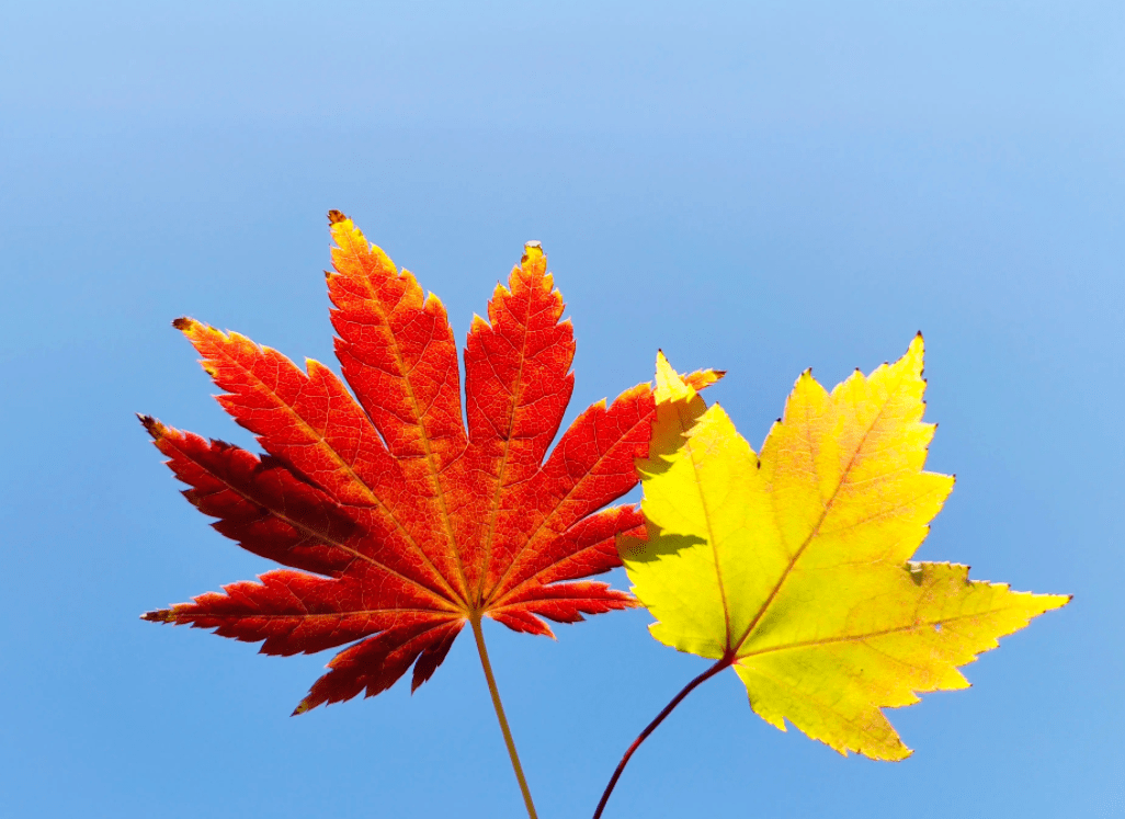 DABETone's tweet photo. Perfect autumn breeze + golden maple leaves  Cozy walk this afternoon = best mood boost ever! https://t.co/eSR1Ka6TOf
