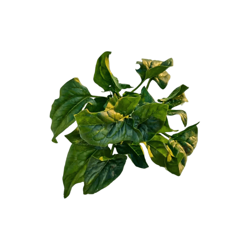 asdhakan's tweet photo. Just tried the new organic spinach from our local farm—crisp, earthy, and packed with that fresh morning pick-me-up taste, no bitter aftertaste at all! Perfect for a quick salad or smoothie, definitely restocking this week. https://t.co/Ip6cucNbix