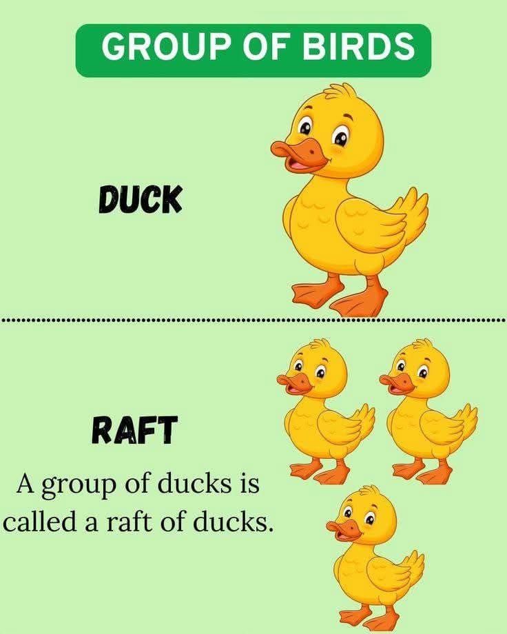 MagistralAcadem's tweet photo. Groups and their members 🦆 https://t.co/5ZByC4j0Bc