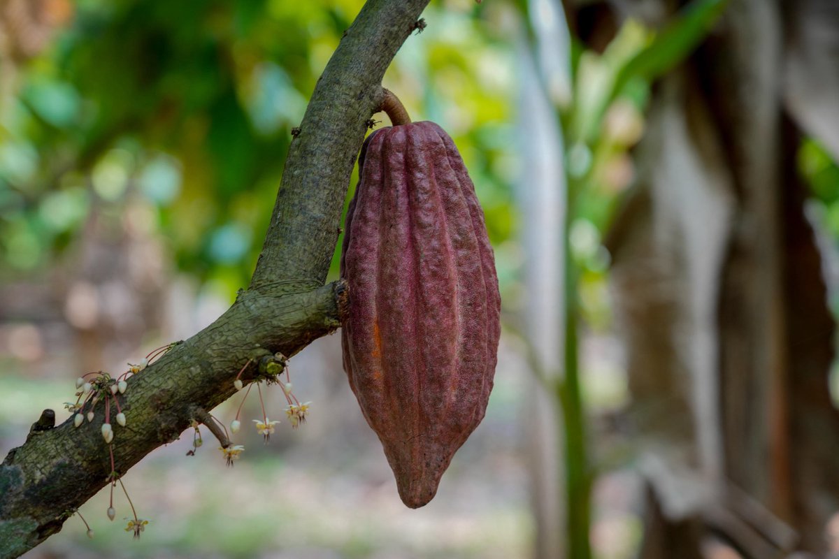 Mary_Luisa_AG's tweet photo. En @alimenbienestar impulsamos el acopio de un grano histórico y fundamental para el campo mexicano: el cacao. 🤎

Hoy, en el marco de la conmemoración mundial de este alimento, te comparto una bonita galería de las acciones que las y los compañeros de #TransformaciónParaElBienestar realizan en territorio en torno a este cultivo, que forma parte de nuestra historia, identidad y riqueza productiva. 🌱🇲🇽

🧵🪡