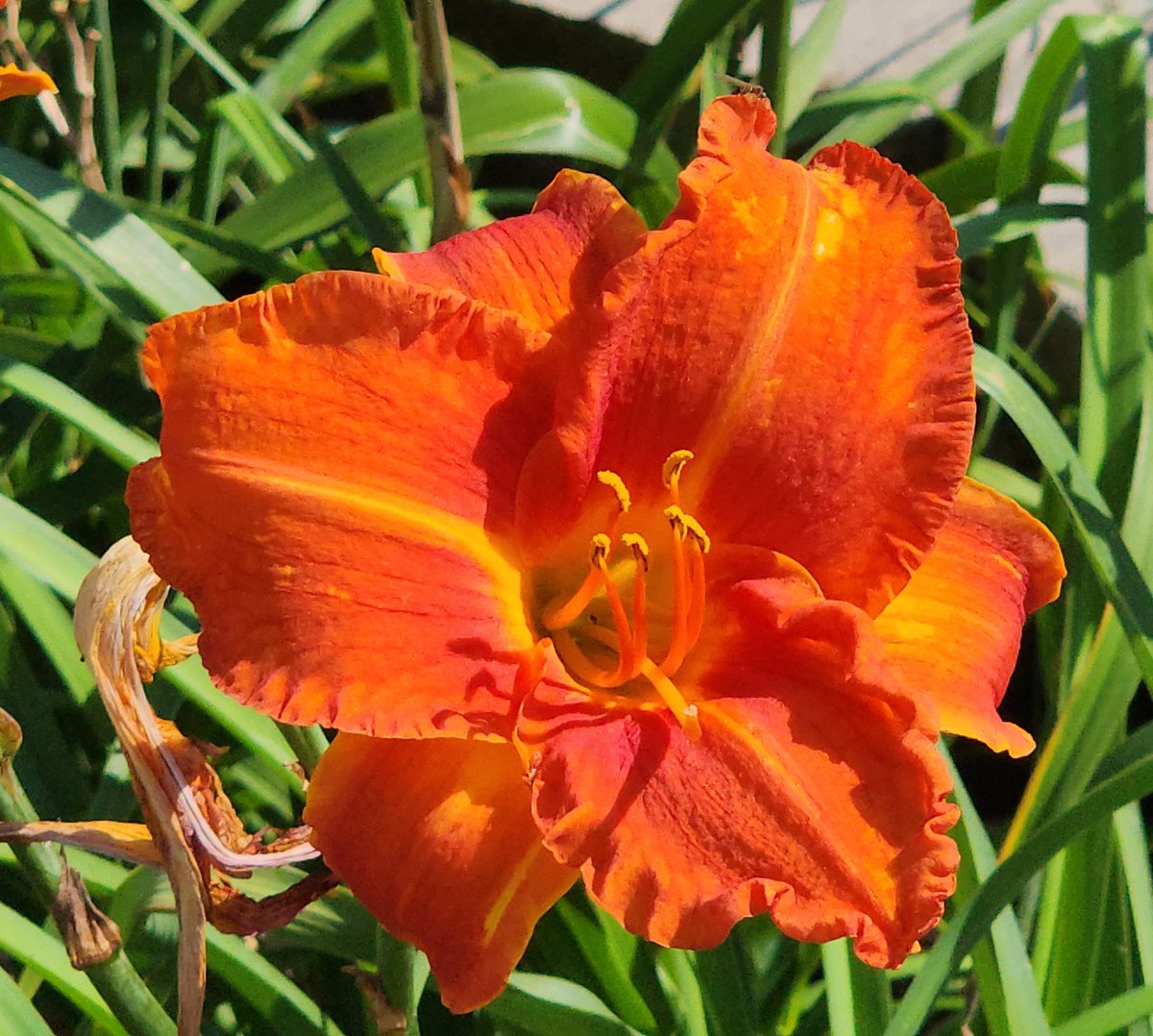 lily