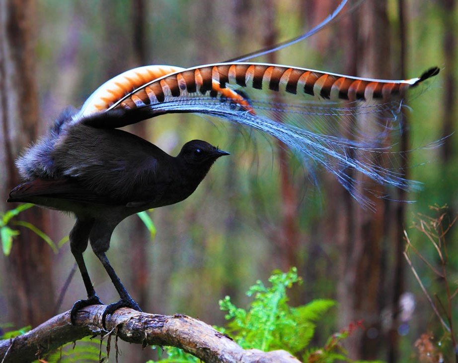Vextechatlas's tweet photo. Nominalgravy as...🥁🥁... The lyrebird!! Lyrebirds are a master at mimicry and trickery , not only can they replicate the individual songs of multiple species of birds, but also can replicate mammals such as possums, koalas and dingoes!
#nominalgravy https://t.co/aaYuW5tJaA