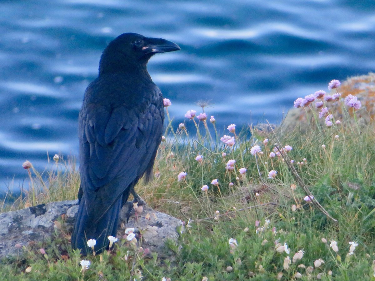 bakrim2000's tweet photo. Ravens daily π¦ββ¬π¦ββ¬
#springwatch #cornwall https://t.co/uYzV65qHxN