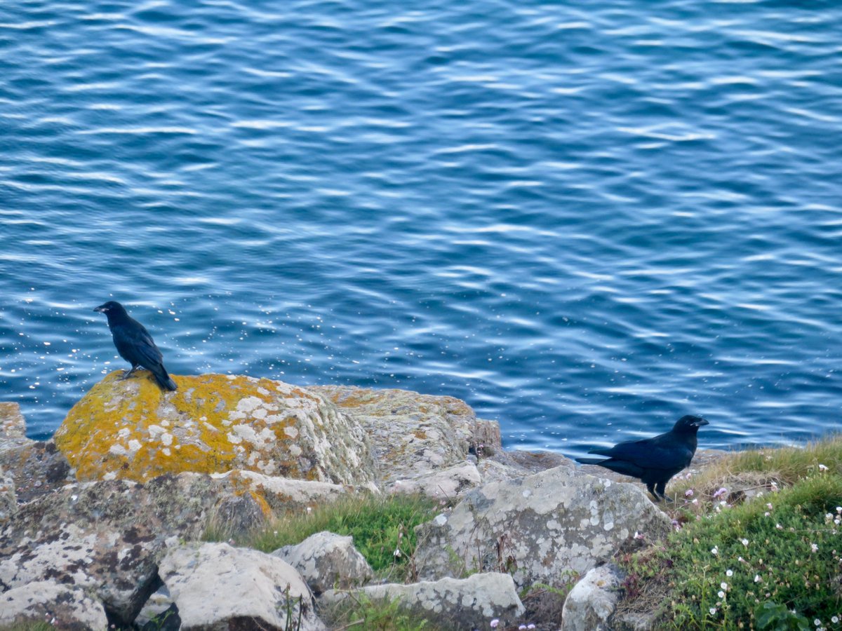 bakrim2000's tweet photo. Ravens daily π¦ββ¬π¦ββ¬
#springwatch #cornwall https://t.co/uYzV65qHxN