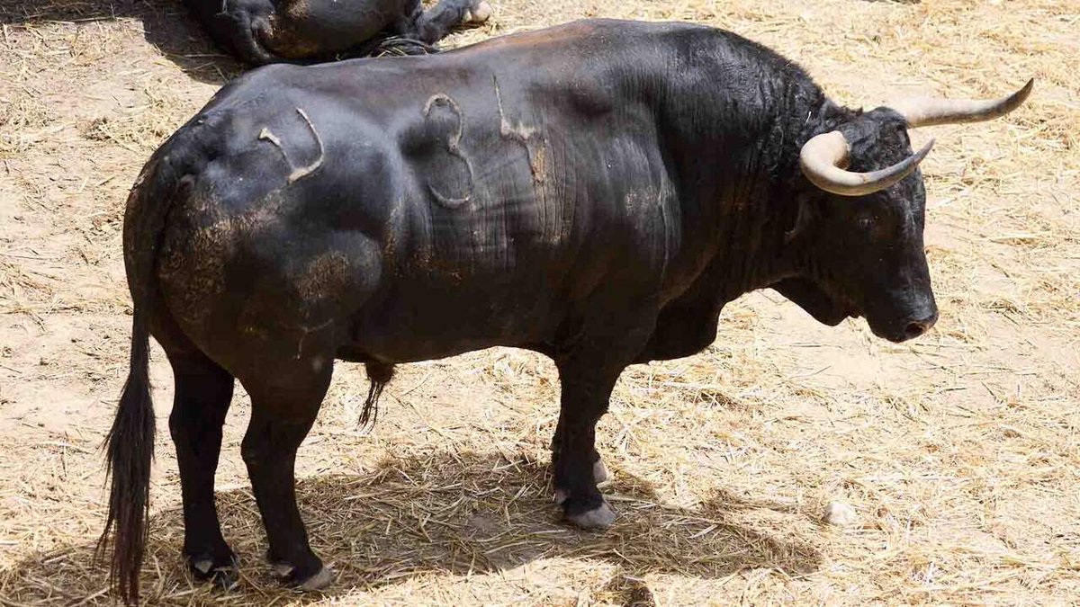 Un_taurino_mas's tweet photo. Se quedan fuera el 34 y el 63 de la corrida de Cebada. https://t.co/oglNtJ2Kwg